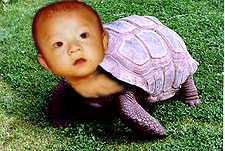 BabyTortise