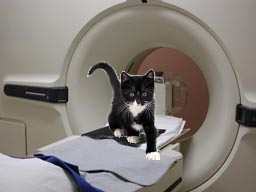 CatScan