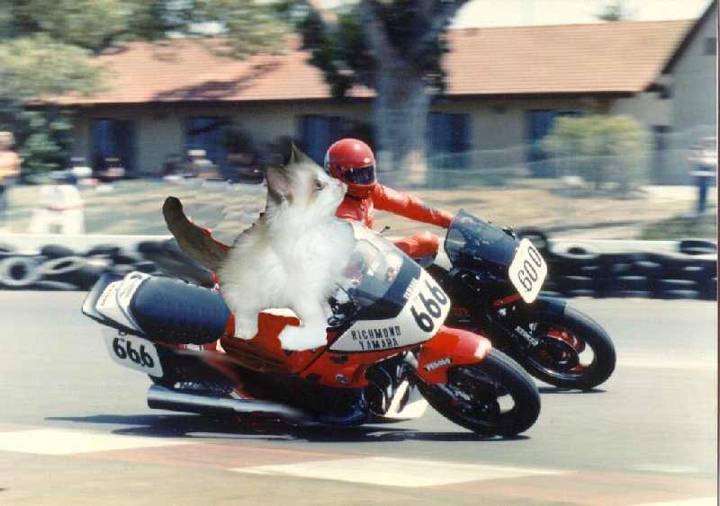 CrapBikerCat