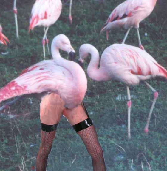 Flamingo