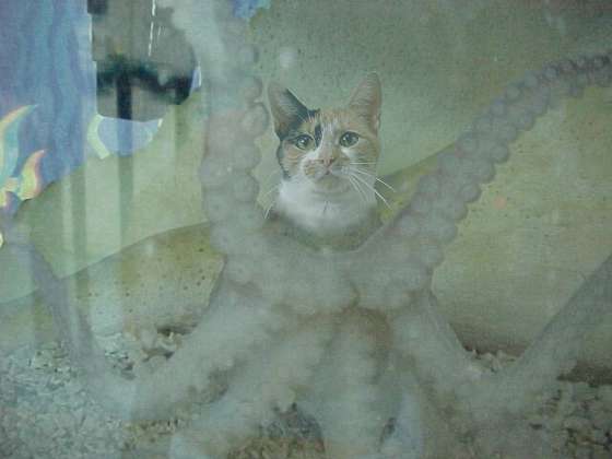 OctoPussy