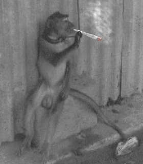 SmokingMonkey