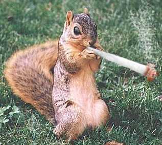 SquirrelSmoke