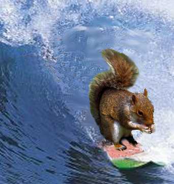 SurfingSquirrel