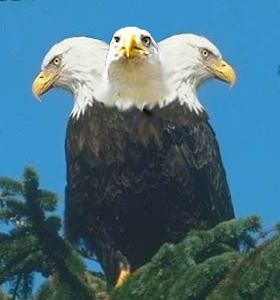 ThreeHeadedEagle