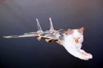 Tomcat