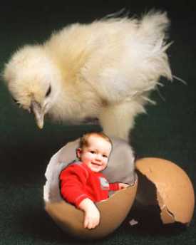 babychick